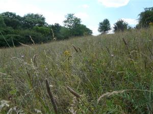 Pohľad na lúku so Xeroloma cylindracea v Horných Brhlovciach